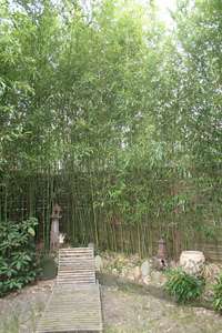 Bambus-Aachen: Phyllostachys bissetii - Ort: Aachen