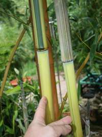 Bambus-Aachen: Detailansicht vom Halm und gr�nem Sulcus von Phyllostachys aureosulcata Spectabilis - Ort: Aachen