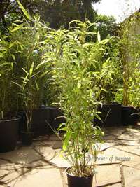Bambus-Aachen: Phyllostachys Mannii H�he ca. 80 cm - Ort: Aachen
