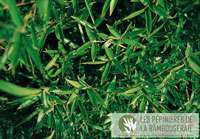 Bambus-Aachen: Ansicht der sattgr�nen Bl�tter von Phyllostachys Mannii - Ort: Aachen