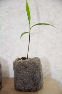 Produkt: Bambus-Aachen Phyllostachys pubescens edulis - Moso - Riesenbambus