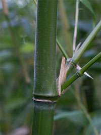 Bambus-Aachen: Halmdetail von Phyllostachys viridiglaucescens mit der typischen Bemehlung - Ort: Aachen