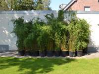 Bambus-Aachen: Fargesia jiuzhaigou Lieferhoehe 170 cm - Ort: Aachen