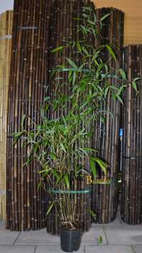 Bambus-Aachen: Phyllostachys atrovaginata - H�he 150 cm - Ort: Aachen