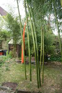 Bambus-Aachen: Halmaustrieb von Phyllostachys vivax  - Ort: Aachen