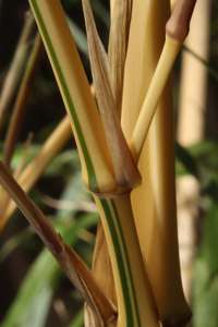 Bambus-Aachen: Detailansicht vom Halm Phyllostachys vivax aureocaulis - Ort: Aachen