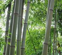 Bambus-Aachen: Bambushain von Phyllostachys Nigra Henonis - Ort: Aachen