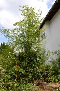 Bambus-Aachen: Phyllostachys aureosulcata Spectabilis - Ort: Aachen