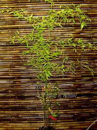 Bambus-Aachen: Phyllostachys nigra Boryana - Gr��e 150 cm - Ort: Aachen