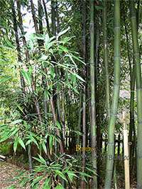 Bambus-Aachen: Bambushain mit Phyllostachys nigra Boryana - Ort: Aachen