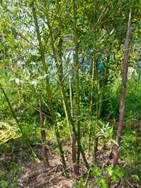 Bambus-Aachen: Phyllostachys parvifolia - Ort: Aachen