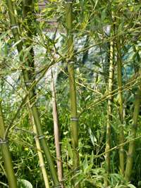 Produkt: Bambus-Aachen Phyllostachys parvifolia