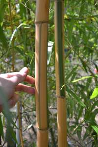 Bambus-Aachen: Halmdicke von Phyllostachys vivax Huangwenzhu Inversa  nach 3 Jahren - Ort: Aachen