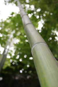 Produkt: Bambus-Aachen Phyllostachys vivax McClure