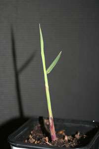 Bambus-Aachen: Miscanthus Giganteus Riesen Chinaschilf - Ort: Aachen