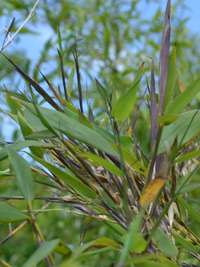 Bambus-Aachen: Phyllostachys arcana Luteosulcata Bl�te 2014 in der N�he von K�ln - Ort: Aachen