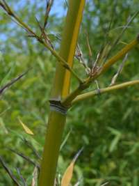 Produkt: Bambus-Aachen Phyllostachys arcana Luteosulcata