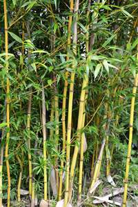 Bambus-Aachen: Phyllostachys aureosulcata Aureocaulis mit neuen Halmen - Ort: Aachen