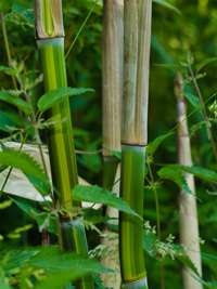 Bambus-Aachen: Phyllostachys aureosulcata harbin - Ort: Aachen