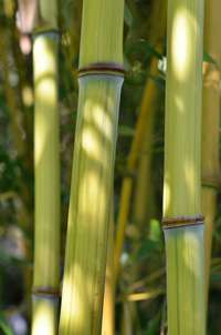 Produkt: Bambus-Aachen Phyllostachys aureosulcata Harbin Inversa