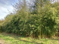 Bambus-Aachen: Fargesia robusta campbell - Hecke - Ort: Aachen