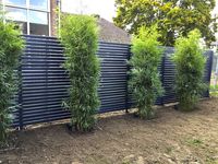 Bambus-Aachen: Fargesia robusta campbell - Neupflanzung - Ort: Aachen