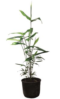 Bambus-Aachen: Phyllostachys pubescens Moso - 10 Liter Topf 100 cm - Ort: Aachen