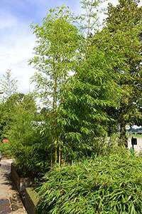 Bambus-Aachen: Halmaustrieb von Phyllostachys vivax aureocaulis - Ort: Aachen