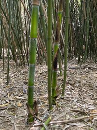 Bambus-Aachen: Halmaustrieb von Phyllostachys bambusoides  - Ort: Aachen