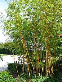 Produkt: Bambus-Aachen Phyllostachys vivax aureocaulis