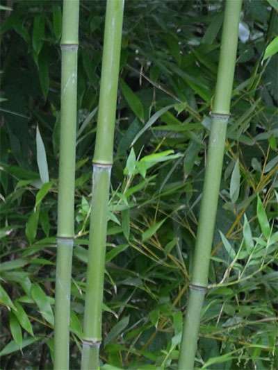 Bambus-Aachen: Halmansicht von Phyllostachys bissetii - Ort: Aachen