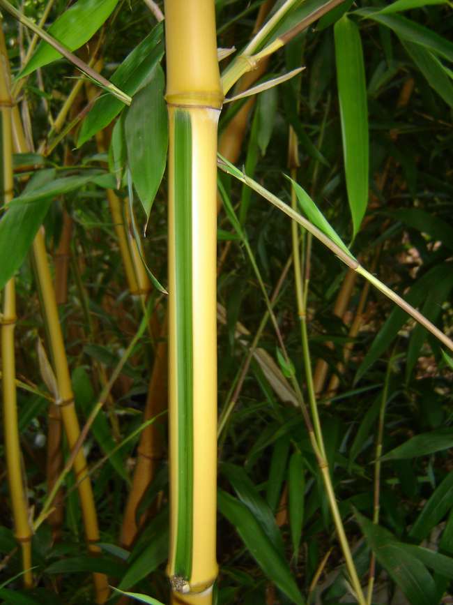 Bambus-Aachen: Phyllostachys bambusoides Castilloni - Detailansicht vom gelbem Halm mit gr�nem Sulcus - Ort: Aachen