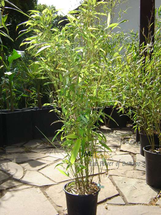 Bambus-Aachen: Phyllostachys Mannii H�he ca. 80 cm - Ort: Aachen