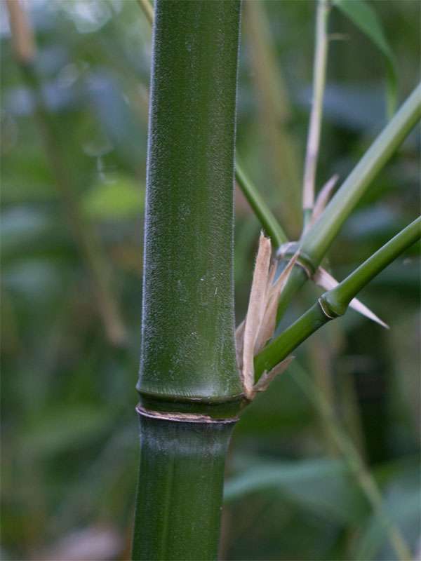 Bambus-Aachen: Halmdetail von Phyllostachys viridiglaucescens mit der typischen Bemehlung - Ort: Aachen