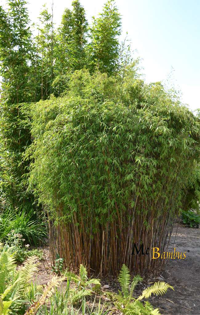 Bambus-Aachen: Fargesia jiuzhaigou Hain - Jade Bambus - Ort: Aachen