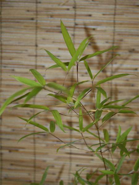 Bambus-Aachen: Phyllostachys decora - Ort: Aachen
