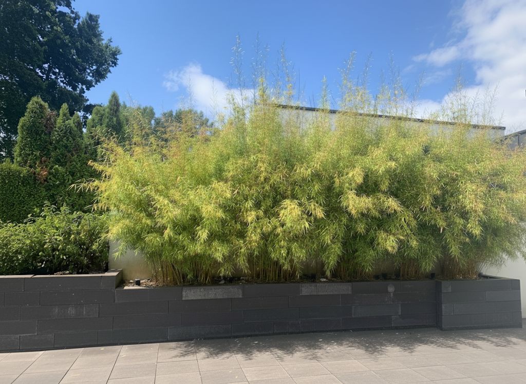 Bambus-Aachen: Fargesia robusta campbell - Hecke - Ort: Aachen
