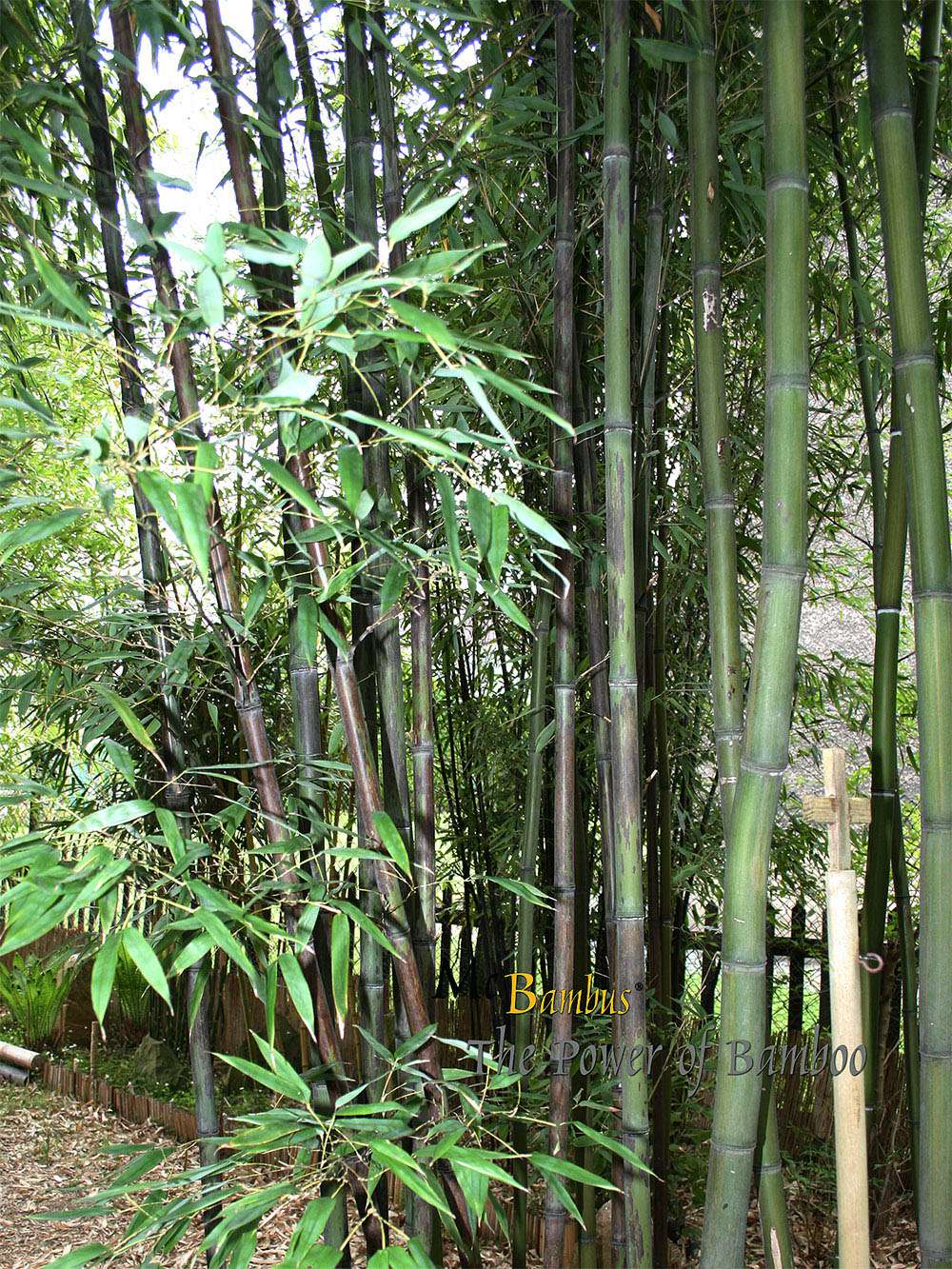 Bambus-Aachen: Bambushain mit Phyllostachys nigra Boryana - Ort: Aachen