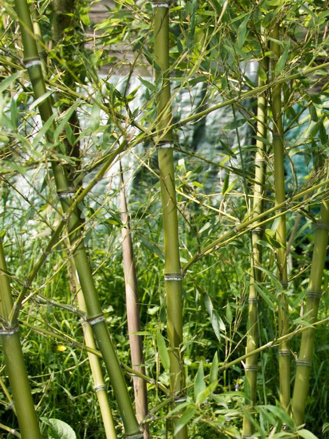 Bambus-Aachen: Halmdetailansicht von Phyllostachys parvifolia mit dem charakteristische Halmreif unterhalb der Nodie - Ort: Aachen