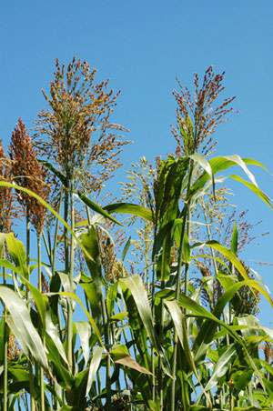 Bambus-Aachen: Elefantengras - Ort: Aachen