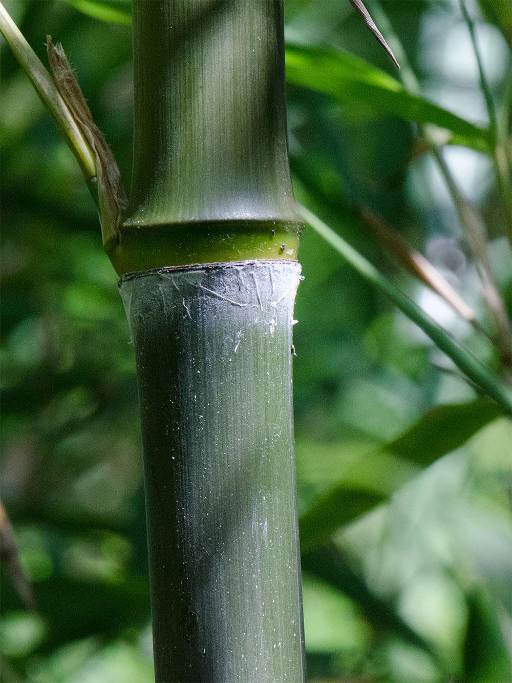 Bambus-Aachen: Phyllostachys atrovaginata - Detailansicht Halm nach dem Austrieb - Ort: Aachen