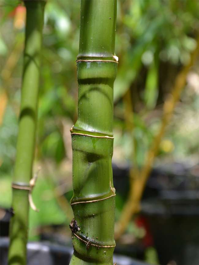 Bambus-Aachen: Halmansicht Phyllostachys aurea mit den typischen Knoten - Ort: Aachen