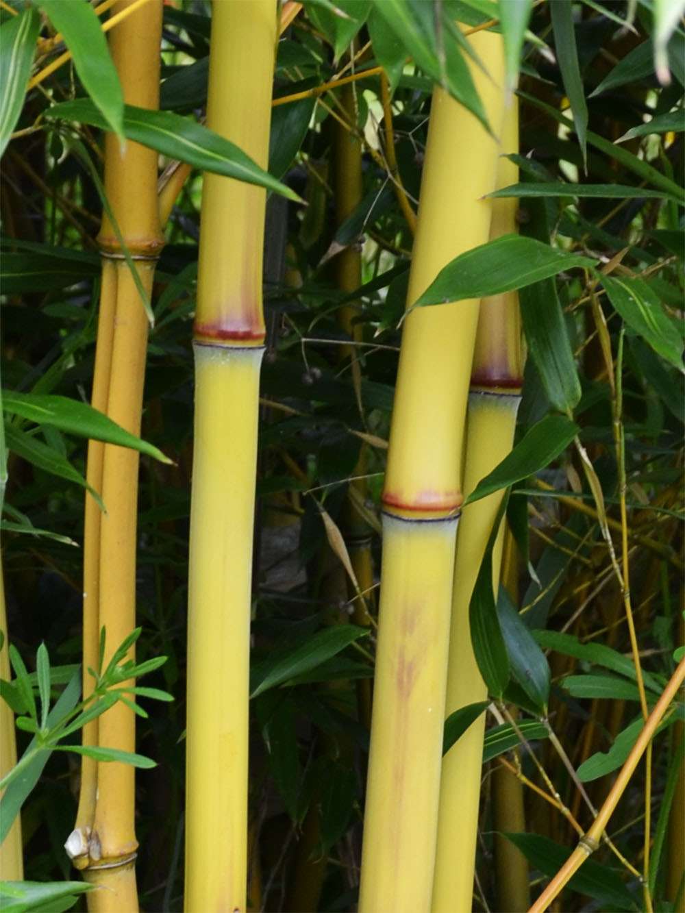 Bambus-Aachen: Detail vom Bambushalm der Sorte Phyllostachys aureosulcata Aureocaulis - Ort: Aachen