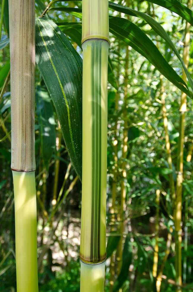 Bambus-Aachen: Detailansicht vom Bambus Halm - Phyllostachys aureosulcata Spectabilis - Ort: Aachen
