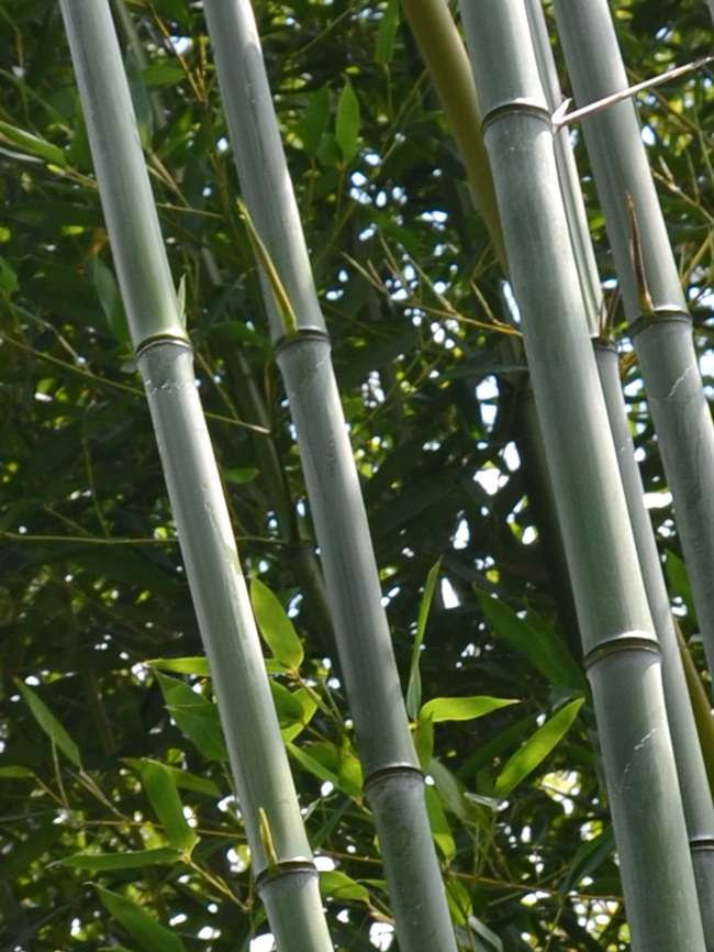 Bambus-Aachen: Phyllostachys aureosulcata alata - typische olivf�rbung der Halme - Ort: Aachen