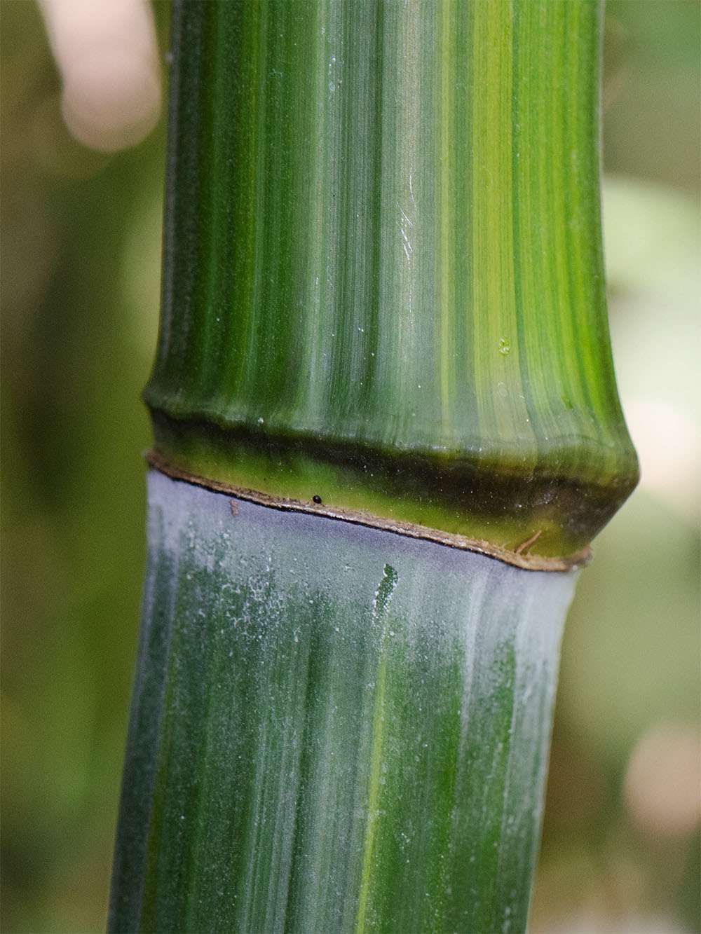 Bambus-Aachen: Detailansicht vom Bambushalm Phyllostachys aureosulcata harbin - Ort: Aachen