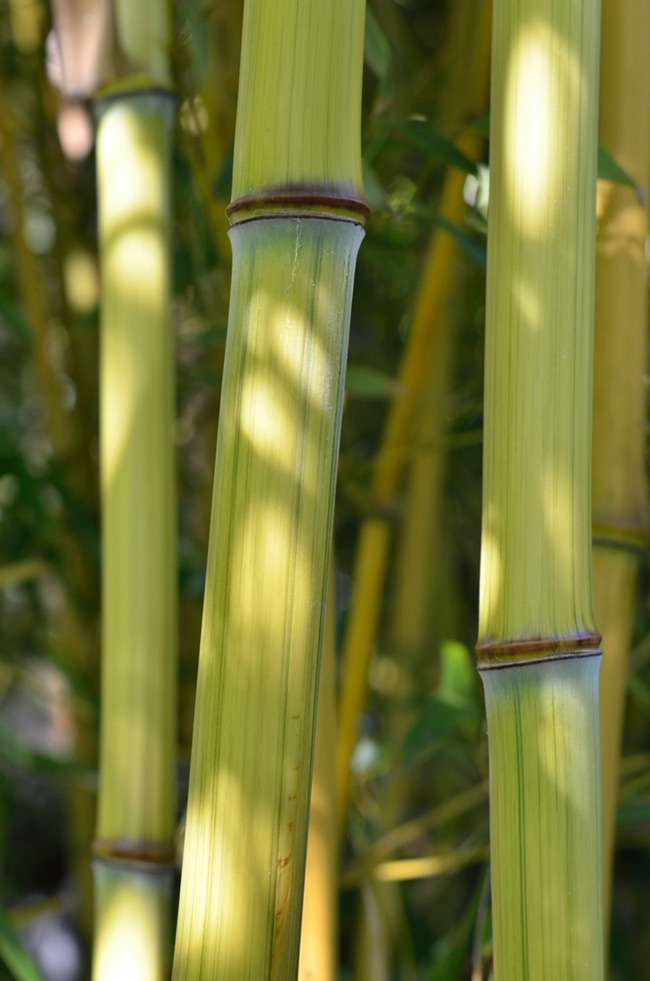 Bambus-Aachen: Detailansicht vom Bambushalm Phyllostachys aureosulcata harbin inversa - Ort: Aachen