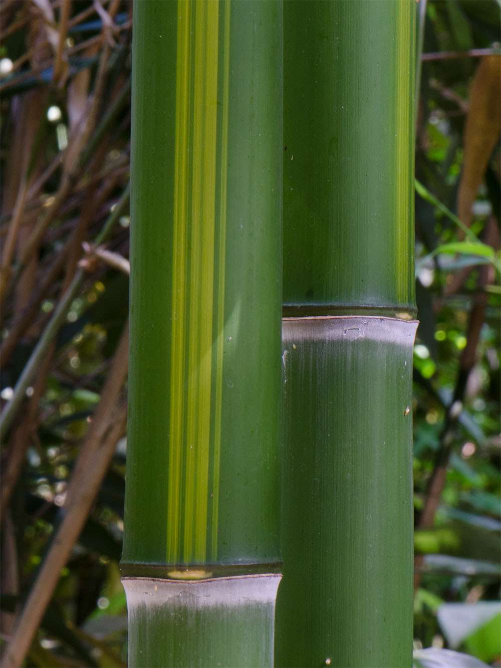 Bambus-Aachen: Halmzeichnung von der Bambussorte Phyllostachys vivax huangwenzhu - Ort: Aachen