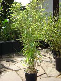 Phyllostachys Mannii