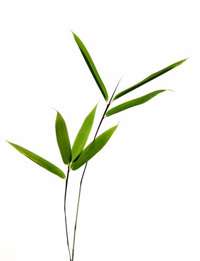 Gigantochloa atroviolacea